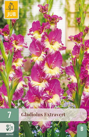 Gladiola veľkokvetá Extravert   