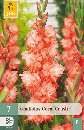 Gladiola veľkokvetá   Coral Crush