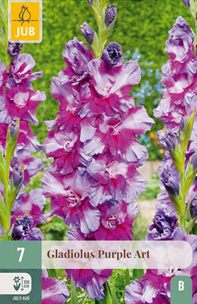  Gladiola veľkokvetá Purple  Art