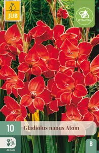 Gladiola nanus  Atom 