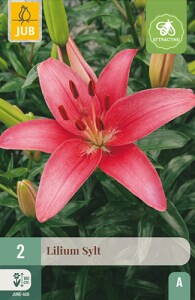 Ľalia ázijská  Sylt   2 ks/bal 