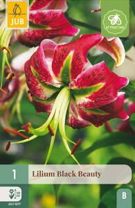 Ľalia tigrovitá Black Beauty