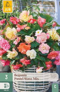 Begónia plnokvetá Pastel Wave mix