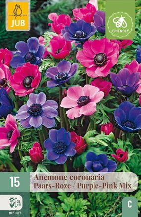 Veternica - Anemone coronaria  Pink-Purple mix