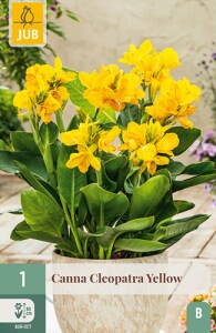 Canna  Cleopatra Yellow