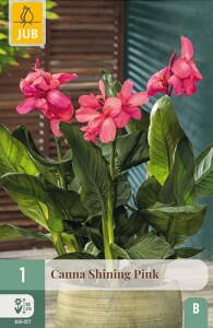 Canna  Shining Pink