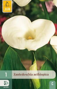 Kala Kornútovka  Aethiopica