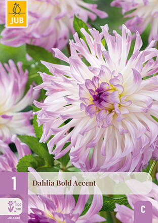 Dália Georgínia Bold Accent