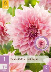 Dália Georgína Café au lait  Royal