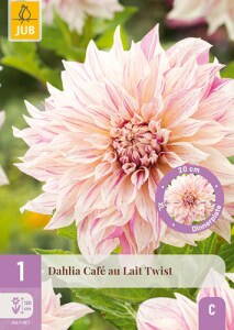 .Dália Georgína Café au lait  Twist