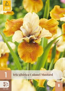 Iris sibirica Colonel Mustard   
