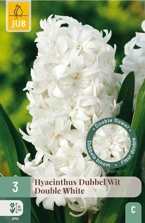 Plnokvetý hyacint - Hyacint  Double White