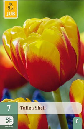Plný skorý tulipán - Shell              