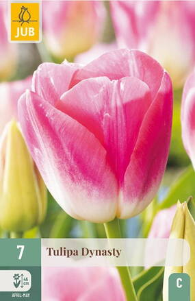 Triumph tulipán - Dynasty      