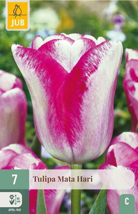 Triumph tulipán - Tulipán Mata Hari