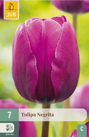 Triumph tulipán - Tulipán Negrita 