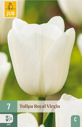 Triumph tulipán - Tulipán Royal Virgin                               