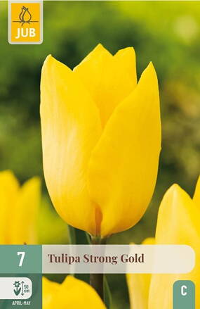 Triumph tulipán - Strong Gold 