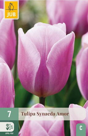 Triumph tulipán - Synaeda Amor