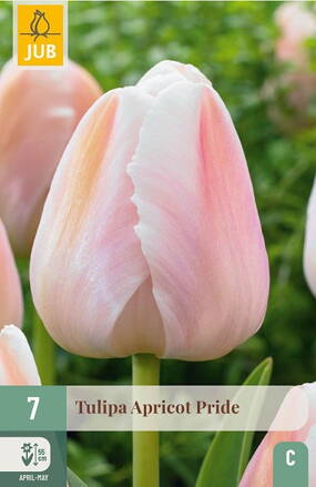 Hybridný Darwin tulipán - Tulipán Apricot Pride