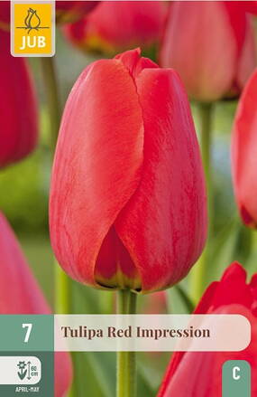 Hybridný Darwin tulipán - Red Impression