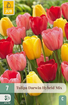 Hybridný Darwin tulipán - Mix