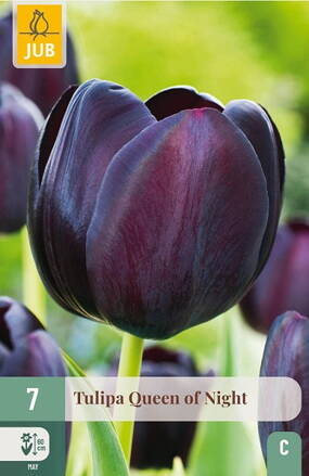 Jednoduchý neskorý tulipán - Tulipán Queen of Night