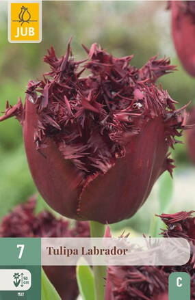 Strapkatý tulipán - Labrador