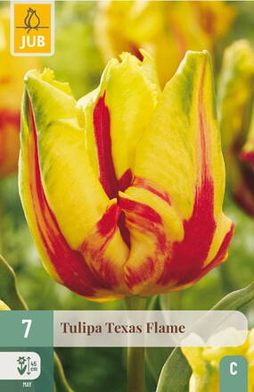 Papagajový tulipán - Texas Flame