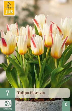 Kaufmanniana tulipán - Tulipán Floresta
