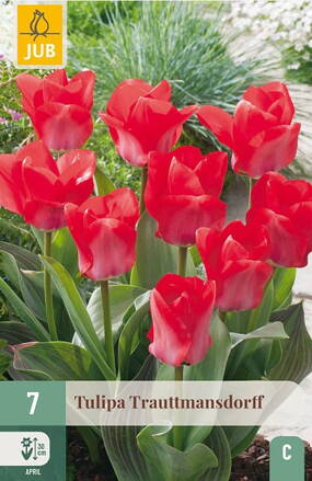 Greigii tulipán - Tulipán  Trauttmansdorff 