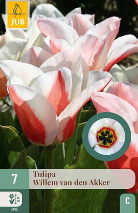 Greigii tulipán - Tulipán  Willem van den Akker