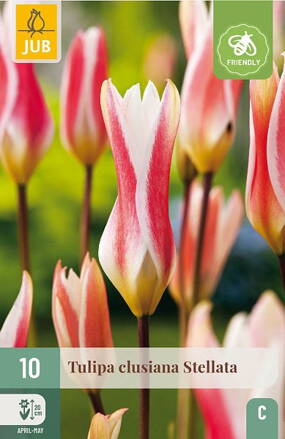 Botanický tulipán - Tulipán clusiana  Stellata  
