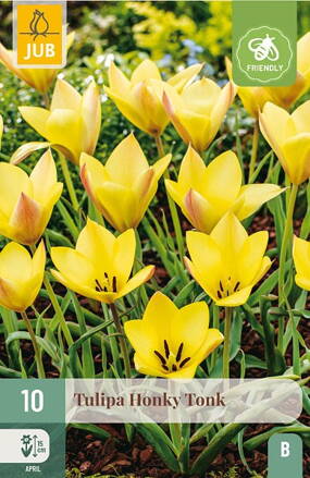 Botanický tulipán - Tulipán Honky Tonk