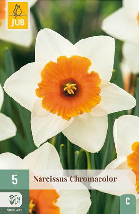 Veľkokvetý narcis - Chromacolor