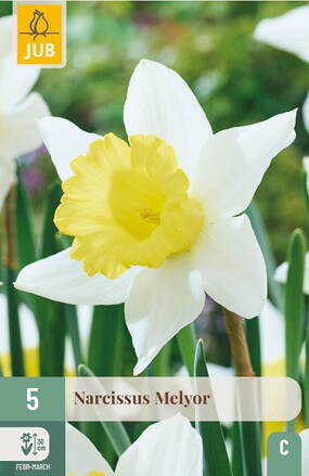 Veľkokvetý narcis - Melyor