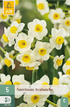 Tazetta narcis - Avalanche
