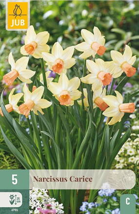 Botanický narcis - Carice