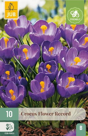 Veľkokvetý šafrán Flower Record