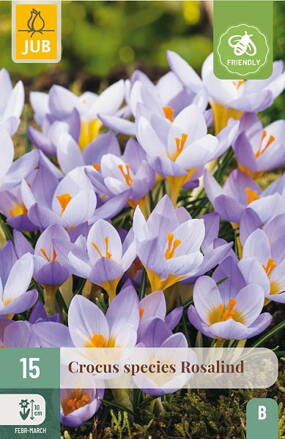 Botanický šafrán Rosalind
