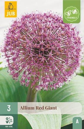 Okrasný cesnak - Allium Red Giant