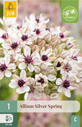 Okrasný cesnak - Allium Silver Spring