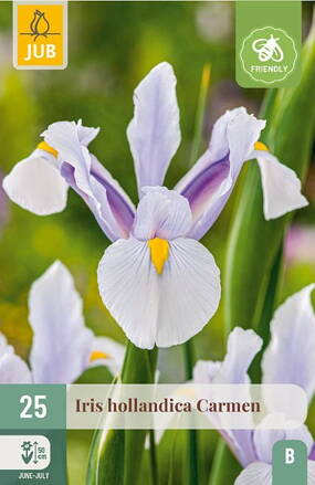 Holandský iris  Carmen  