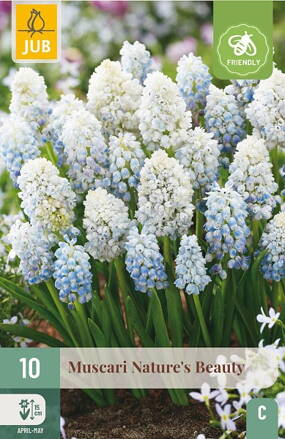 Modrica - Muscari Natures Beauty