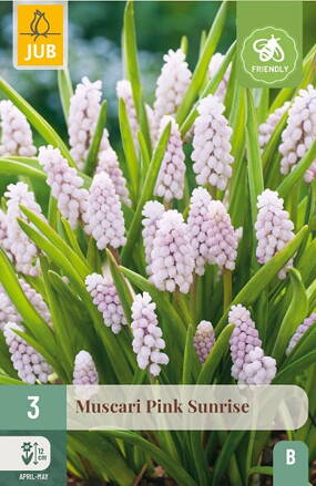 Modrica - Muscari  Pink Sunrise
