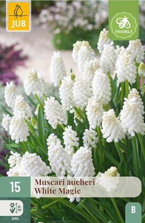 Modrica - Muscari  White Magic   