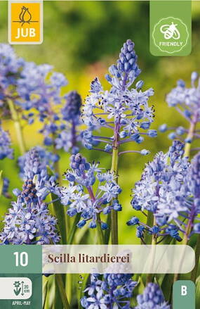 Scila - Scilla litardierei   