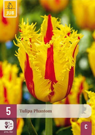 Strapkatý tulipán - Tulipán Phantom                               