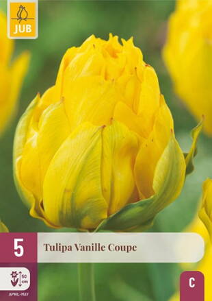 Plný tulipán - Vanille Coupe  
