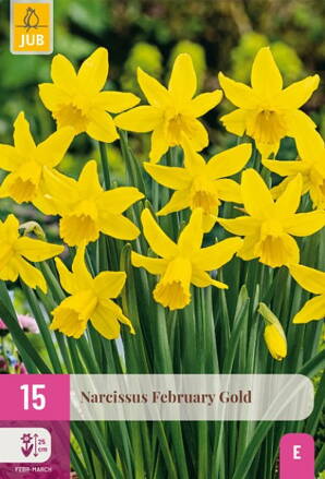 Botanický narcis - February Gold